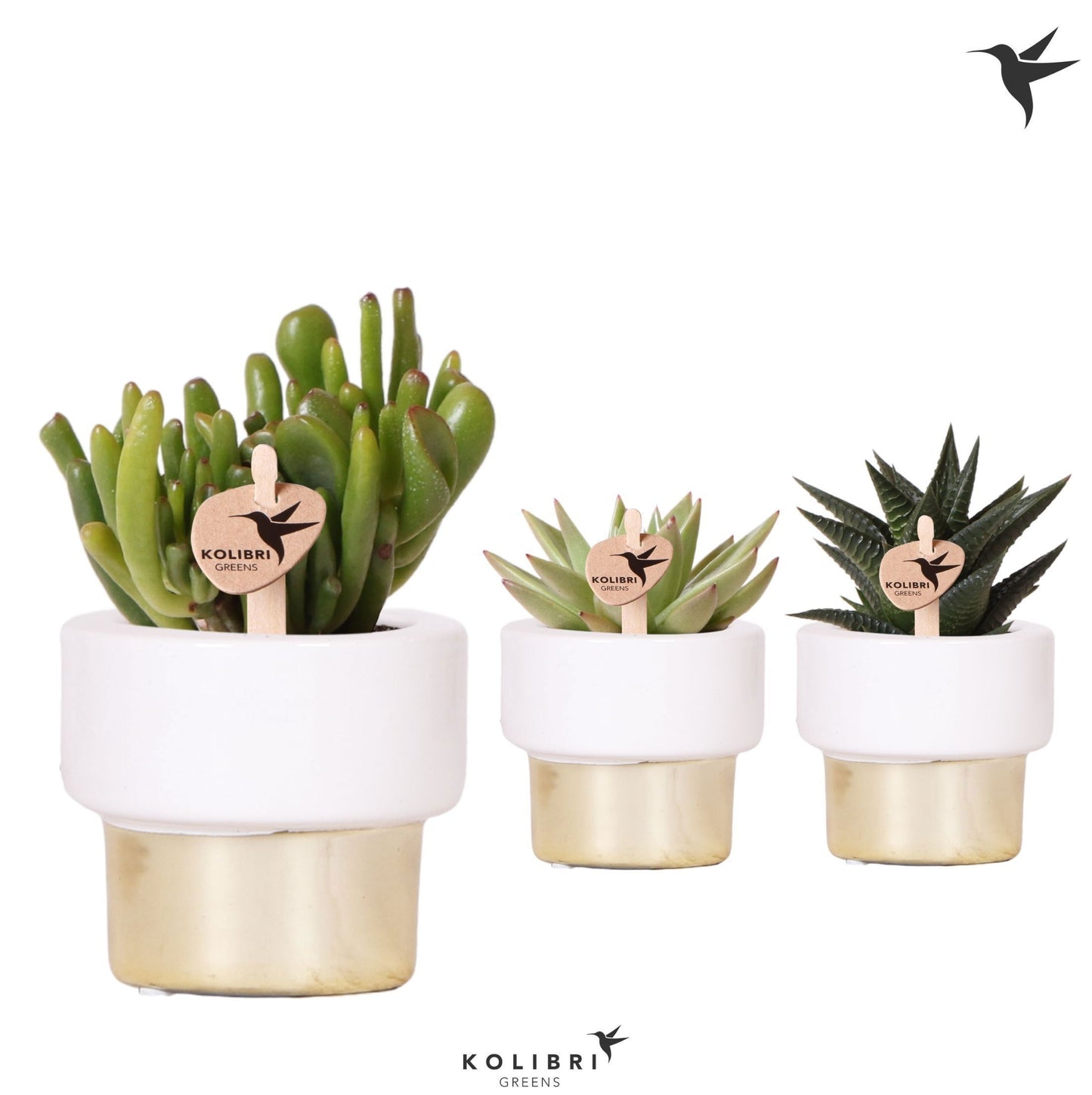 Succulent mix 15cm 6cm Pot