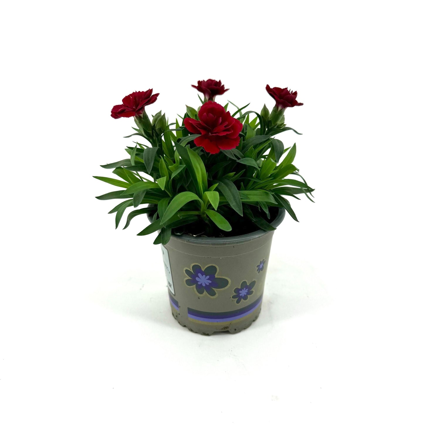Dianthus Oscar Cherry 22cm 11cm Pot