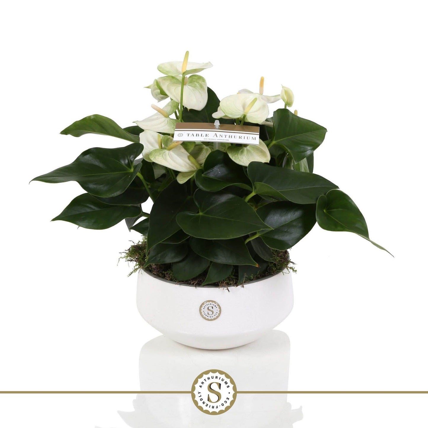 Stolk Brothers BV Anthurium White Champion Pack of 2