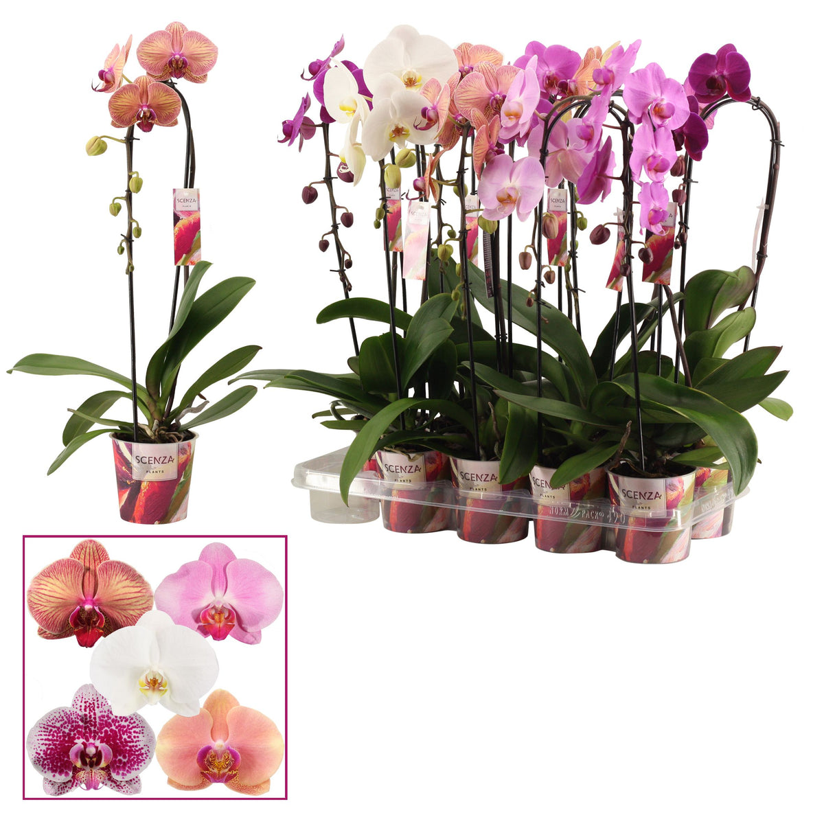 Phalaenopsis cascade mix 50cm 12cm Pot