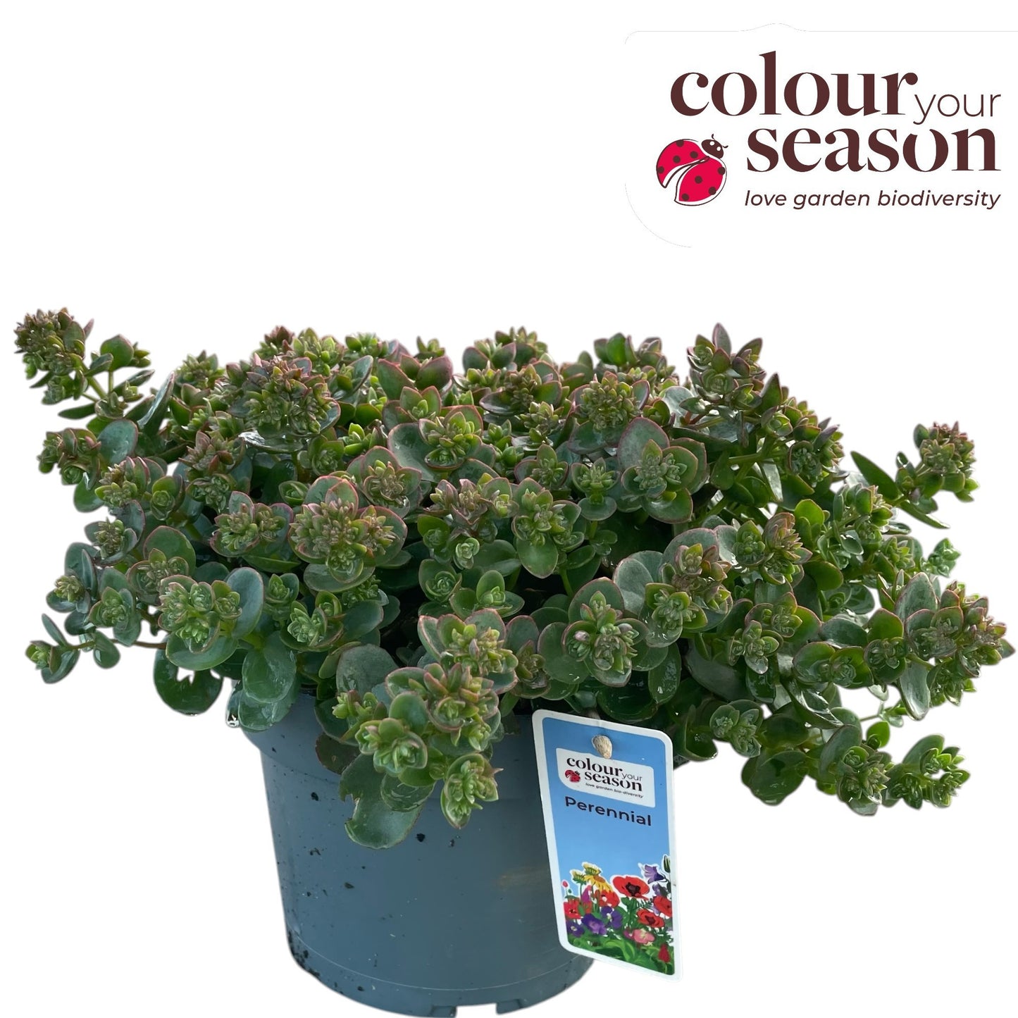 Sedum album mix 40cm 19cm Pot