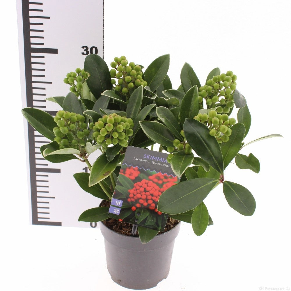 Snepvangers Tuinplanten Skimmia japonica Temptation Pack of 6