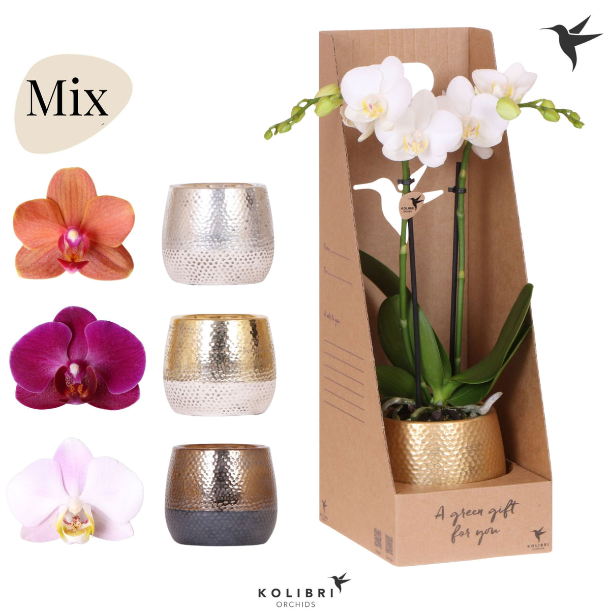 Phalaenopsis mix 40cm 9cm Pot