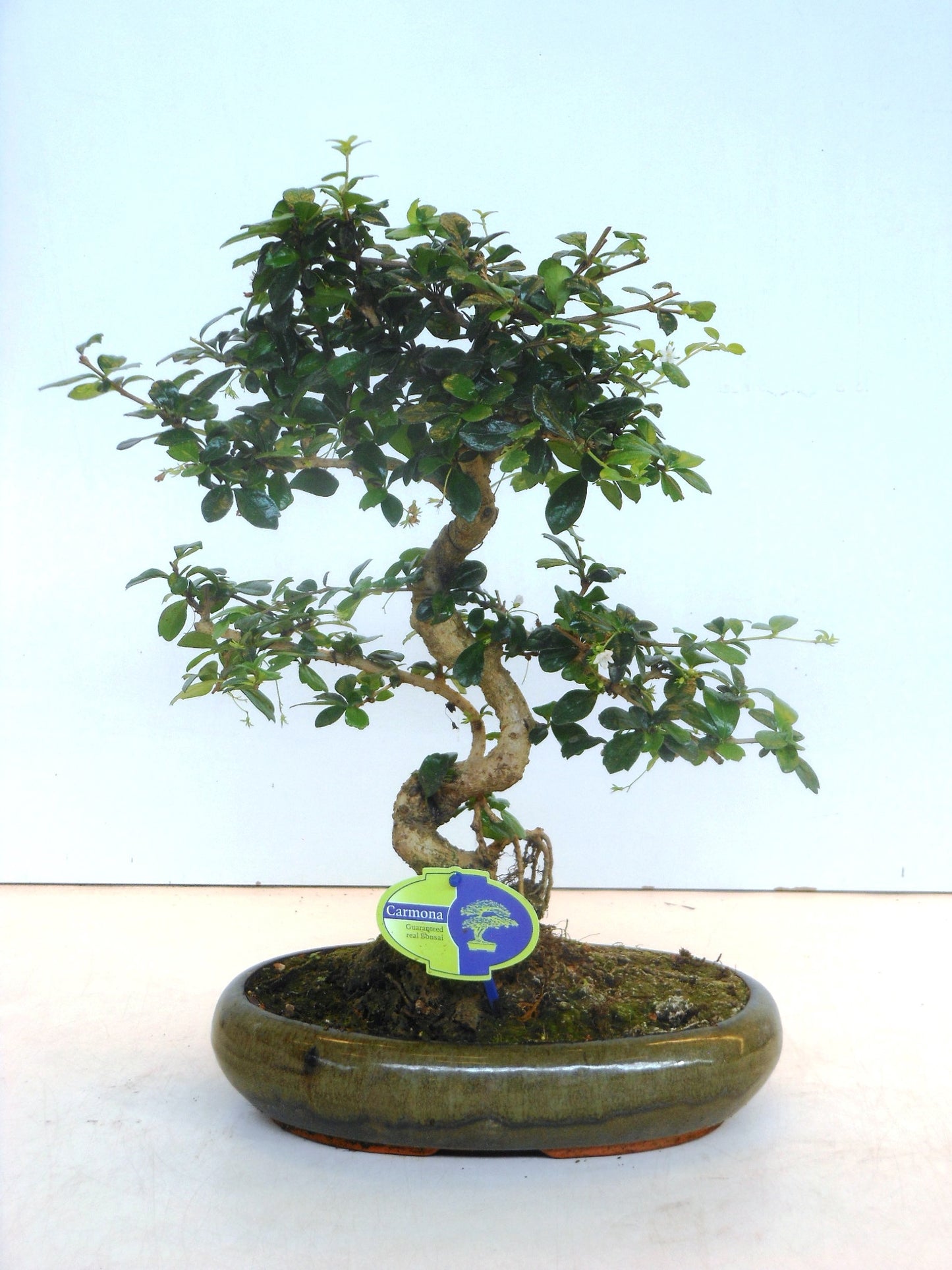 Carmona Bonsai 40cm 29cm Pot