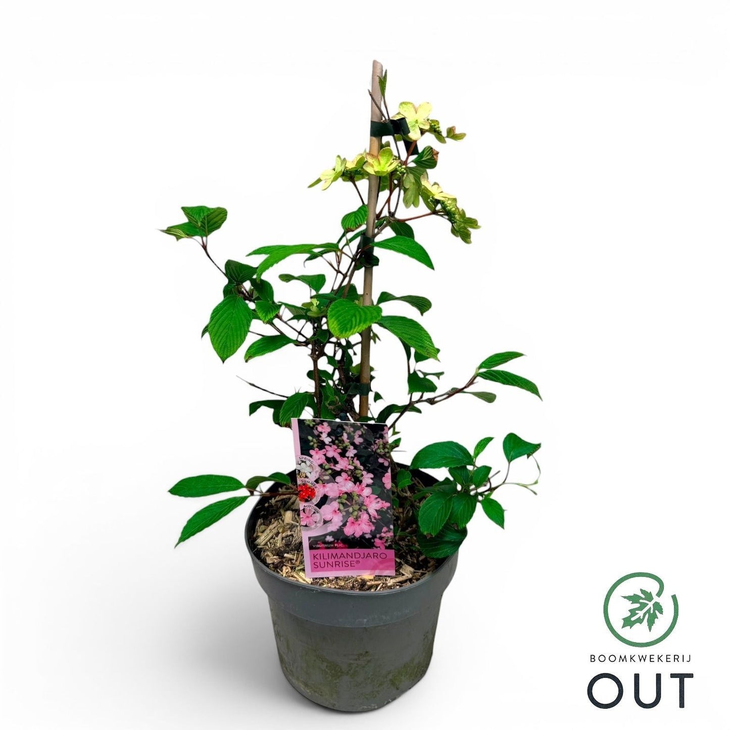 Viburnum plicatum 50cm 19cm Pot