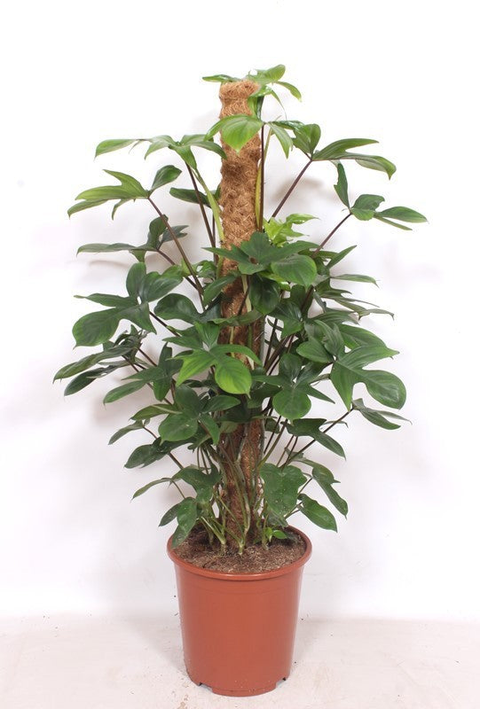 Philodendron pedatum 120cm 27cm Pot