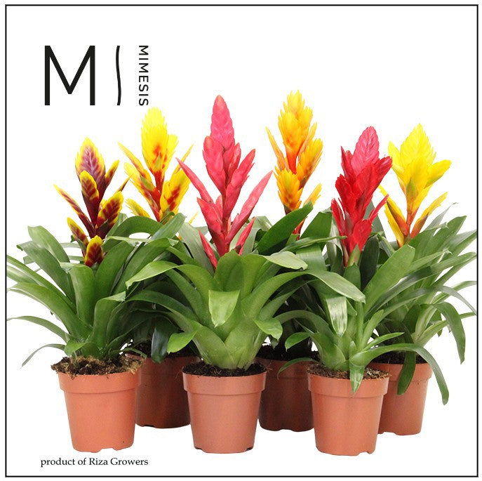 Vriesea mix 45cm 12cm Pot