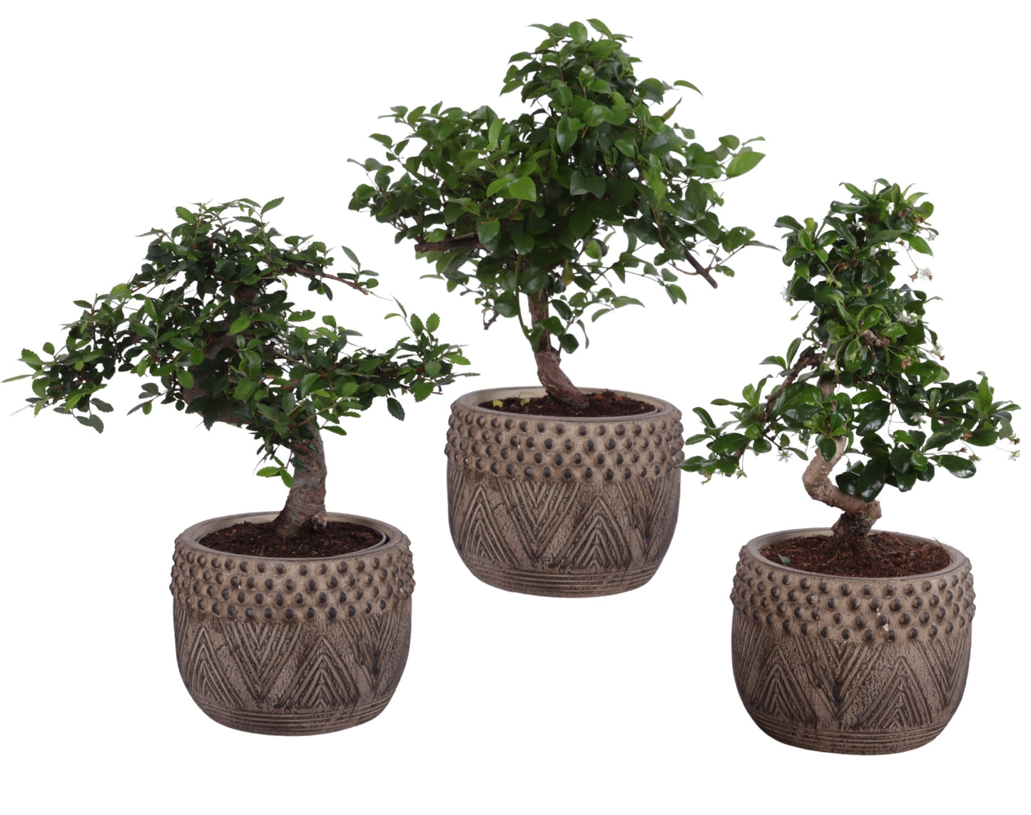Bonsai mix 35cm 16cm Pot