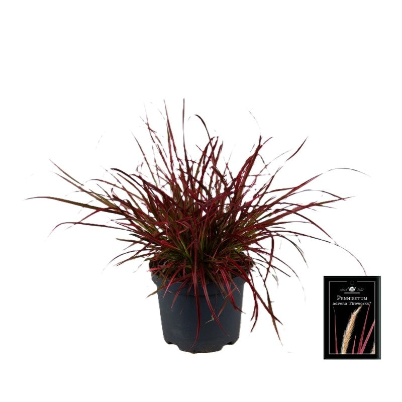 Pennisetum Fireworks 45cm 19cm Pot