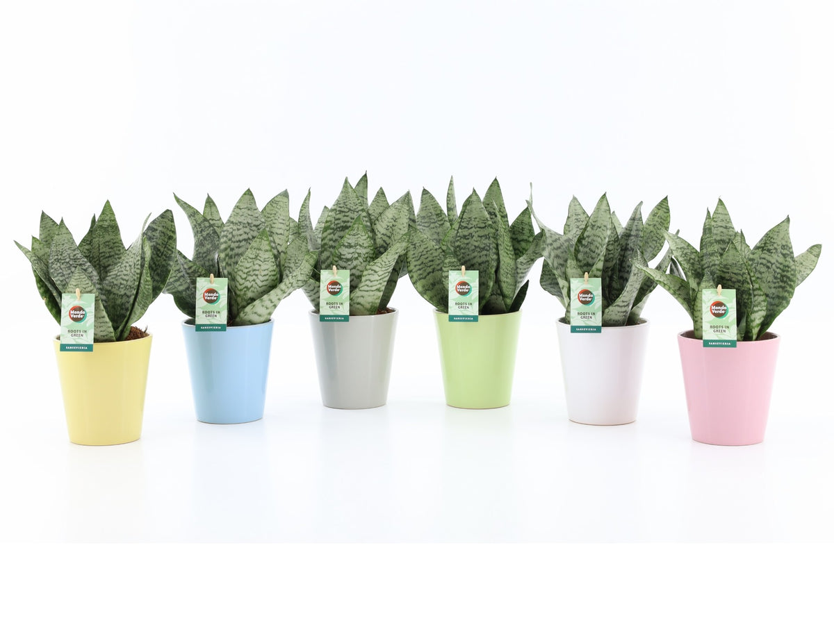 Sansevieria Black Coral 35cm 13cm Pot