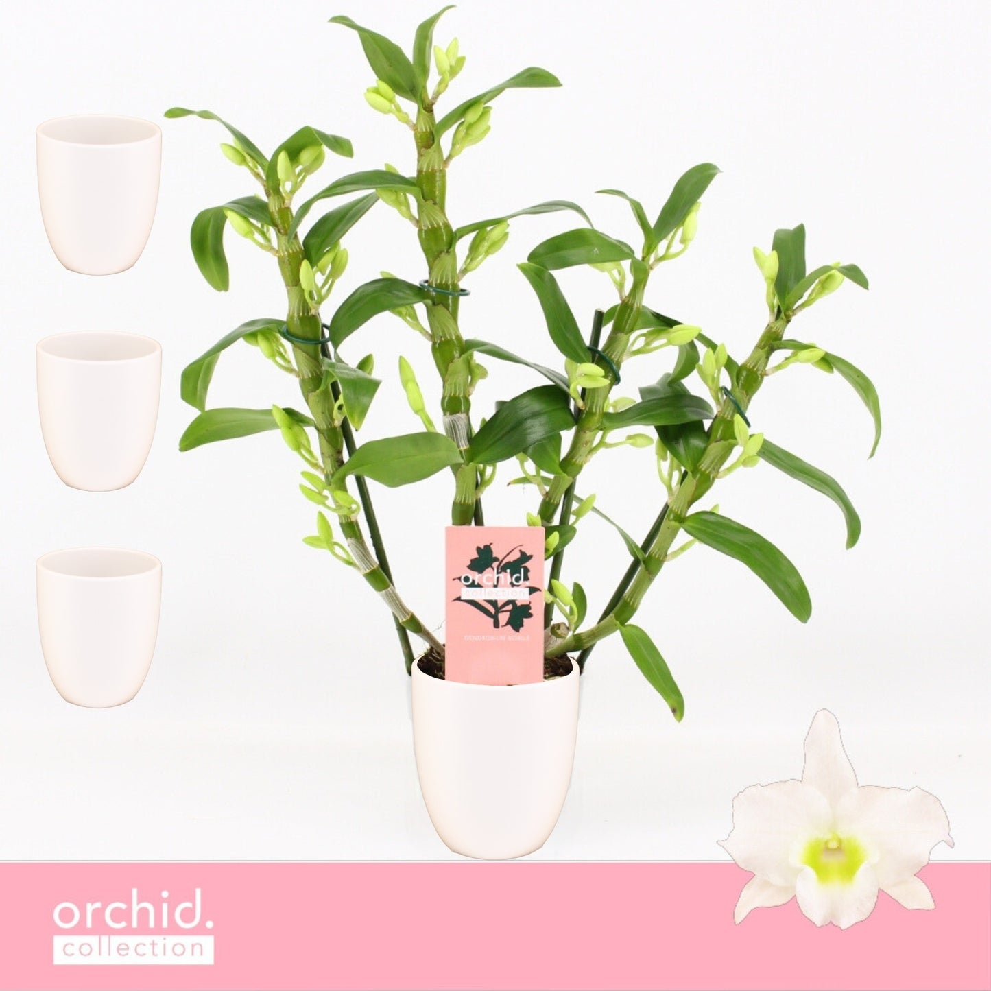 Dendrobium Apollon 40cm 12cm Pot