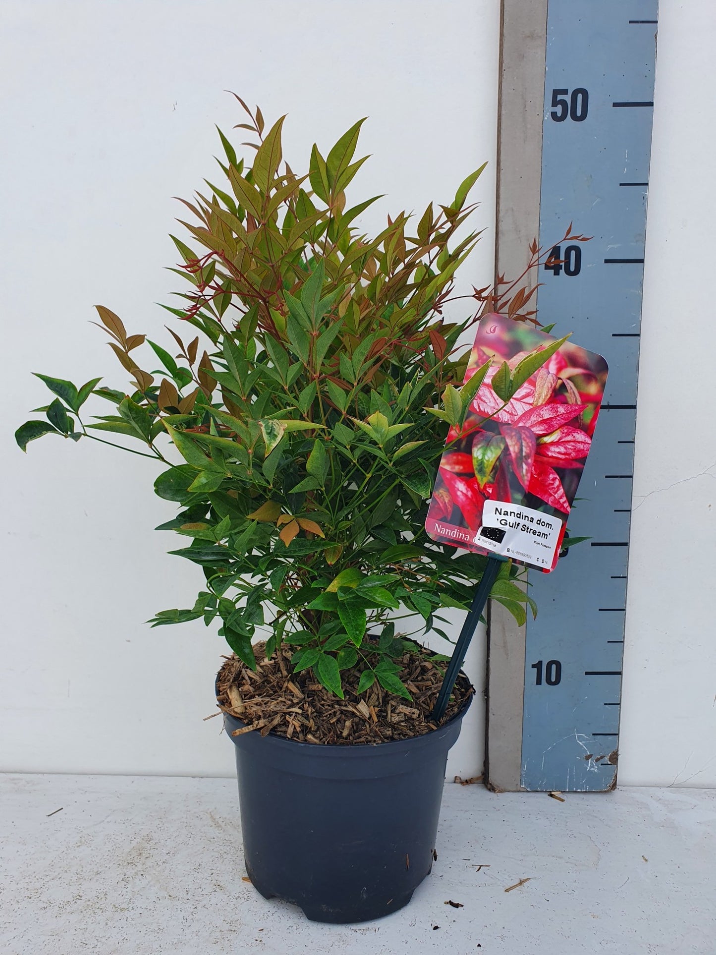 Roessel Tuinpl. VOF, B. v. Nandina domestica Pack of 6