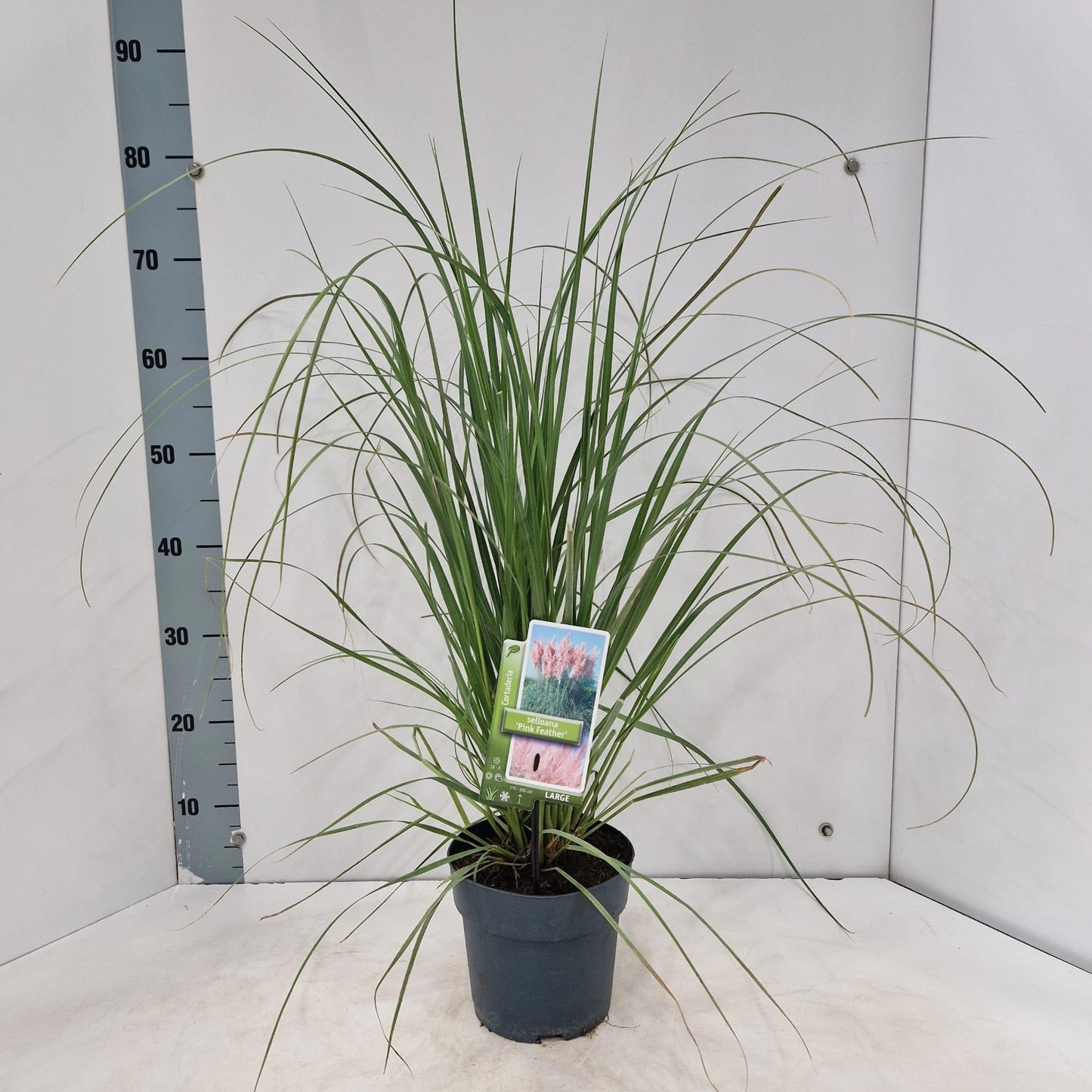 Cortaderia sel. Pink Feather 75cm 17cm Pot