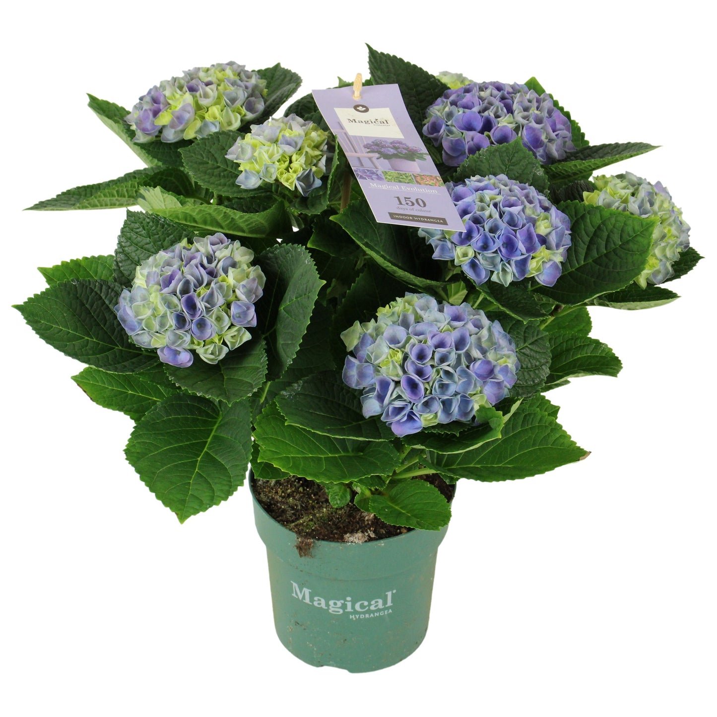 Mastergrowers Hydrangea macr. Magical Evolution blue Pack of 6