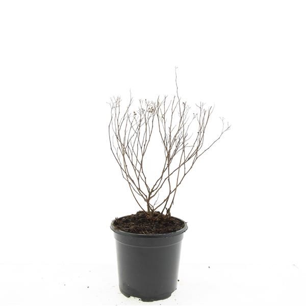 Spiraea japonica Crispa 10cm 14cm Pot