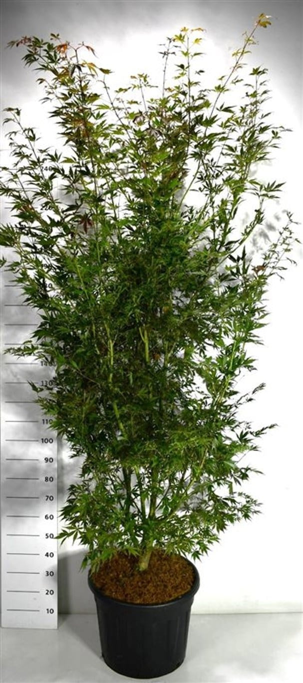 Acer Sumi-Nagashi 240cm 55cm Pot