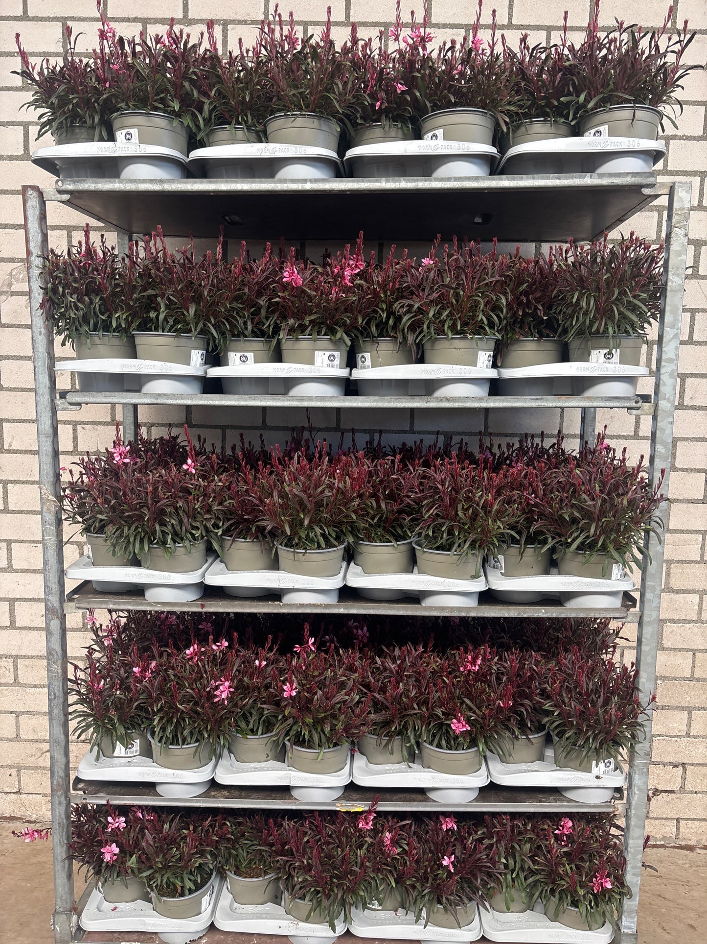Gaura lind. Belleza Compact Pink 25cm 17cm Pot