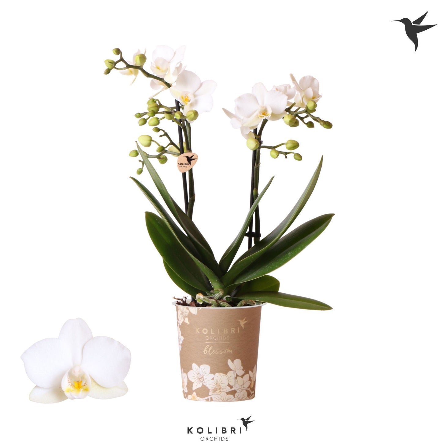 Phalaenopsis Zurich 35cm 9cm Pot