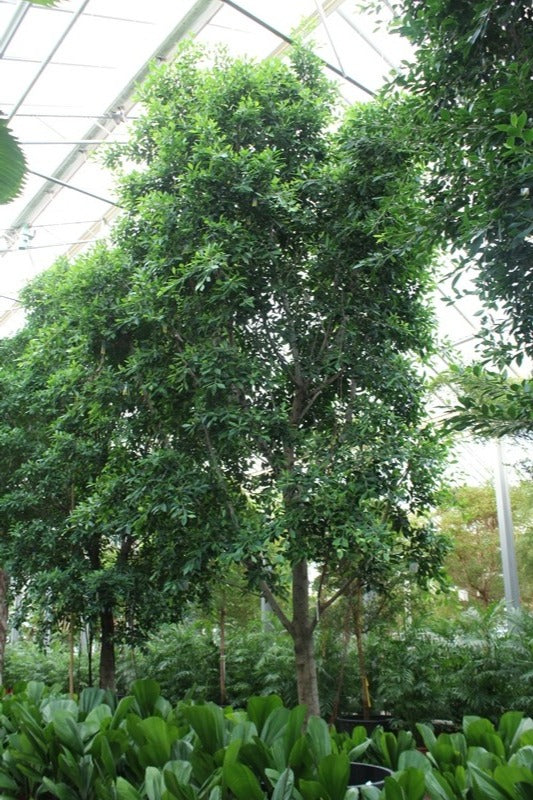 Ficus benjamina 750cm 120cm Pot
