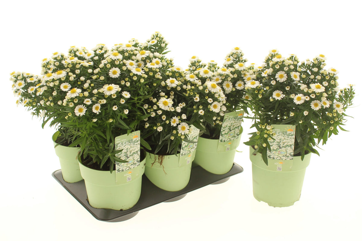 Aster Alpha White 15cm 15cm Pot