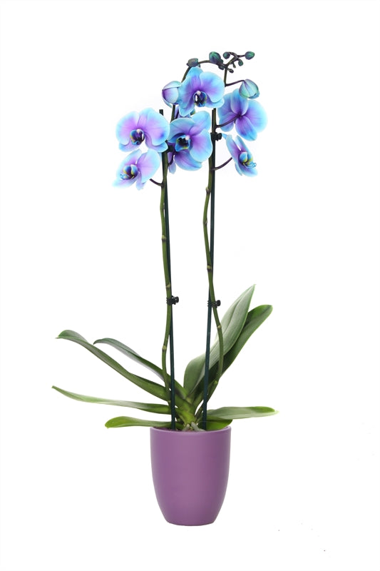Phalaenopsis Hybrid 55cm 12cm Pot