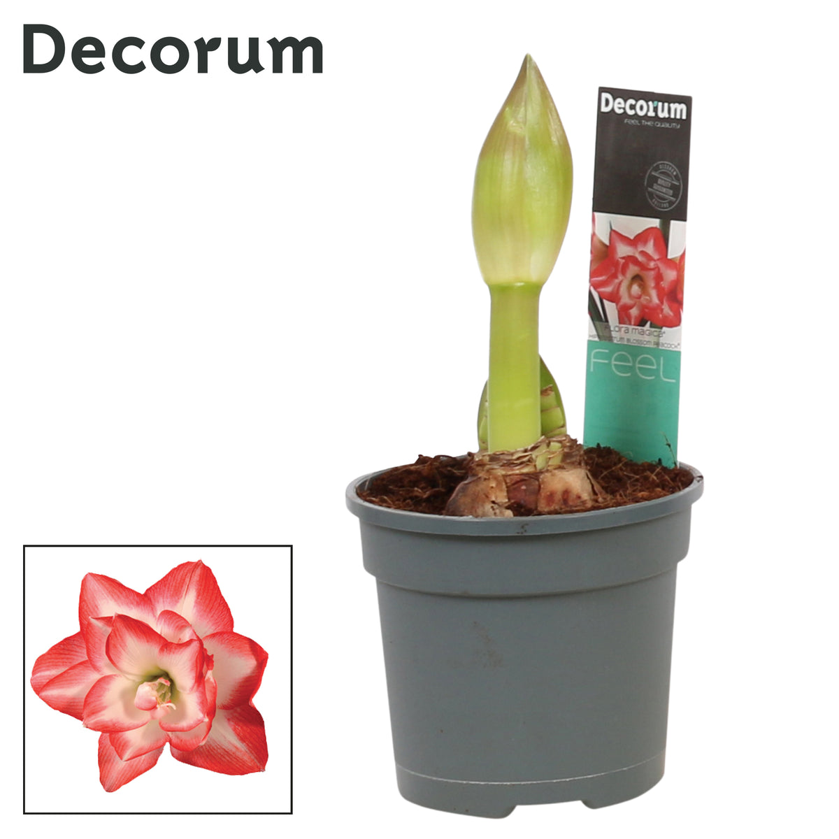 Hippeastrum Blossom Peacock 25cm 12cm Pot