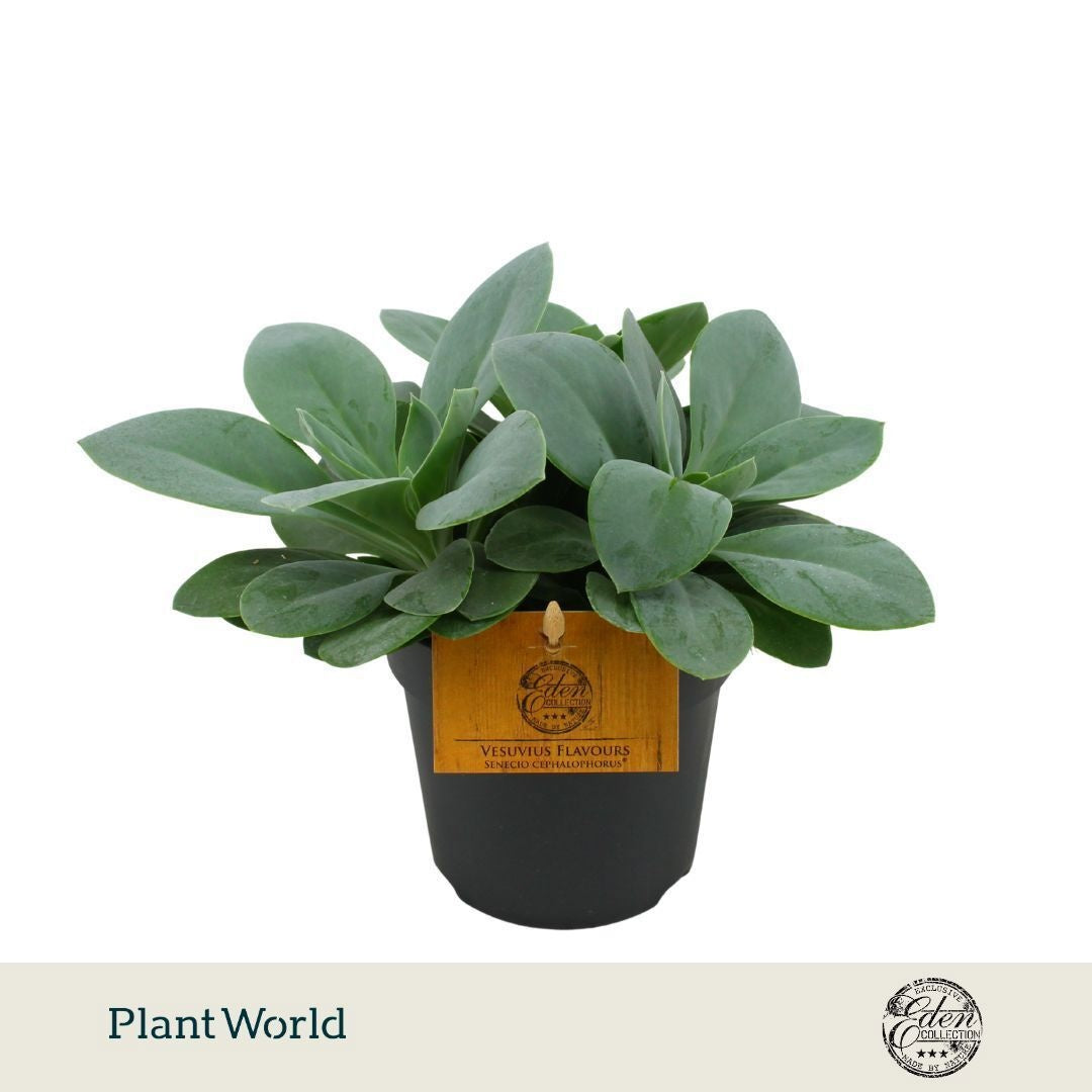 Senecio cephalophorus 15cm 10.5cm Pot