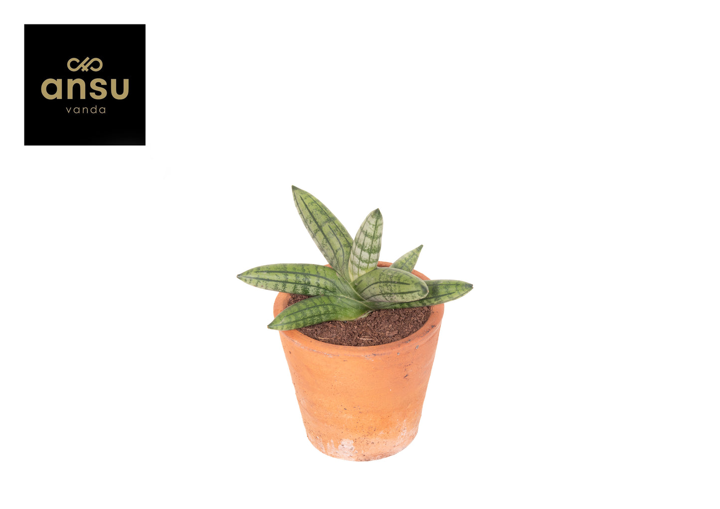 Sansevieria cyl. Inti 14cm 9cm Pot