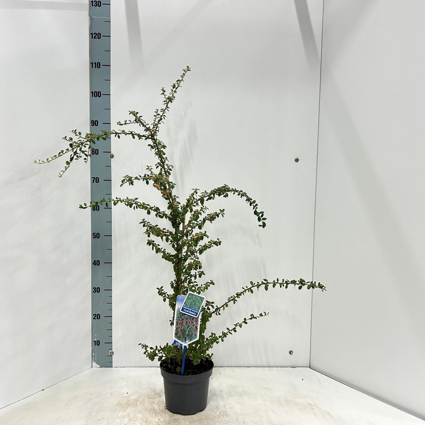 Cotoneaster sue. Coral Beauty 90cm 17cm Pot