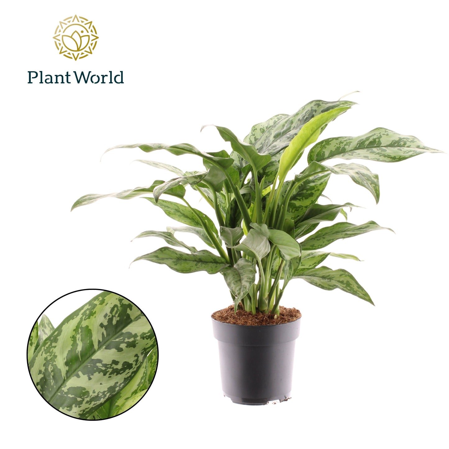 Aglaonema Hybrid 50cm 17cm Pot