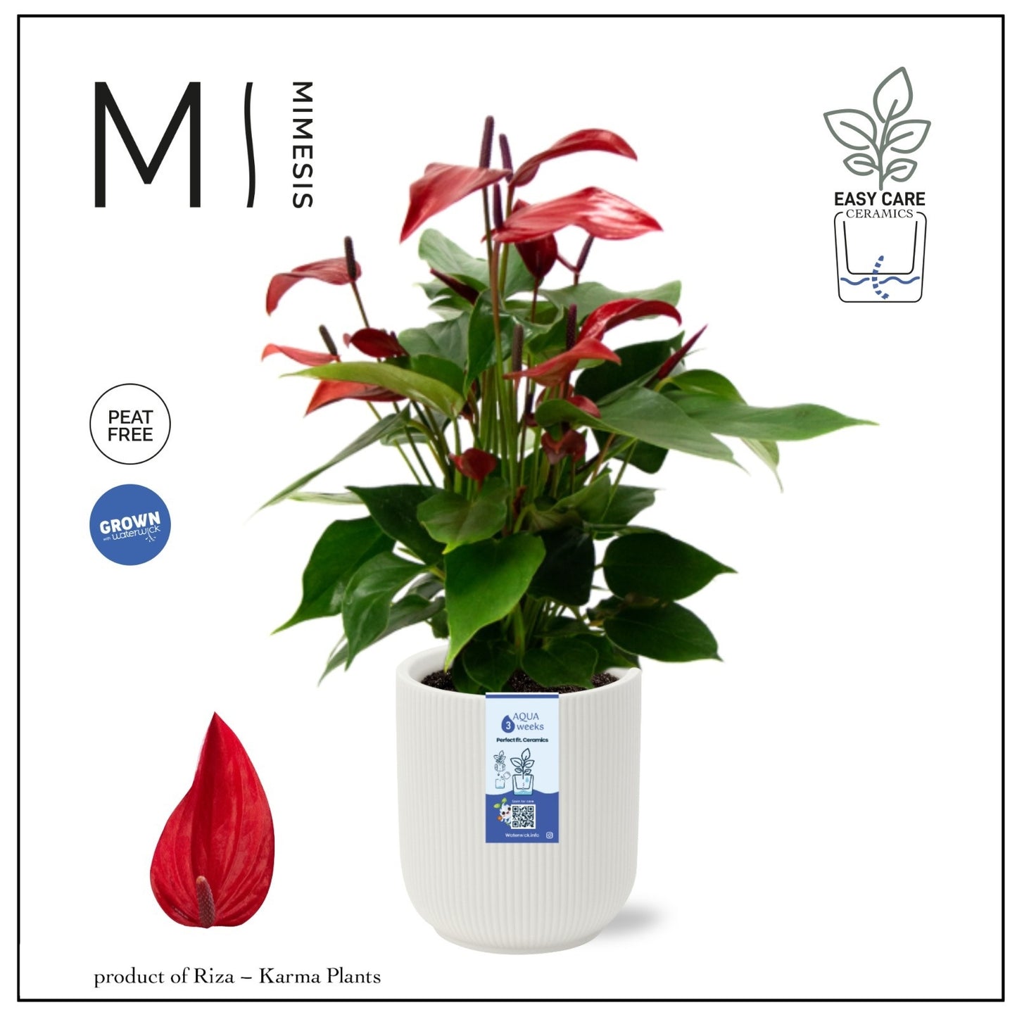 Riza Karma Plants Anthurium Banderola Lava Pack of 4