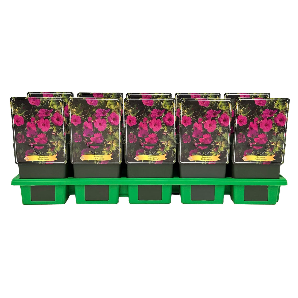 Geranium Azure Rush 25cm 11cm Pot