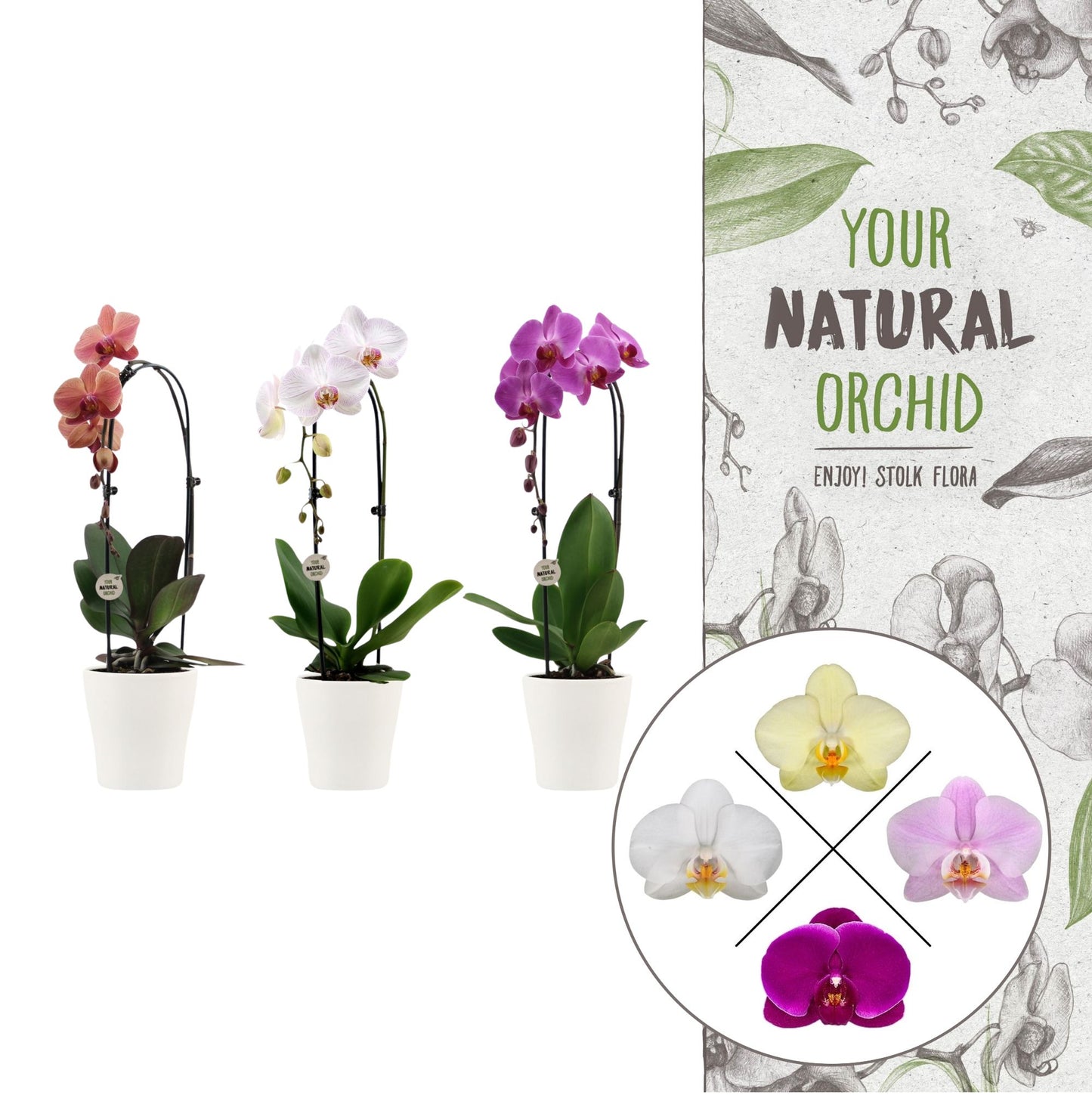 Phalaenopsis mix cascade (+ drp.Anna white) 45cm 12cm Pot