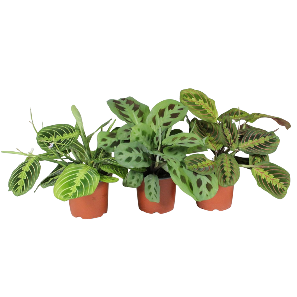 Maranta leuconeura 30cm 12cm Pot