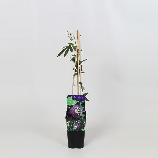 Passiflora Purple Haze 60cm 14cm Pot