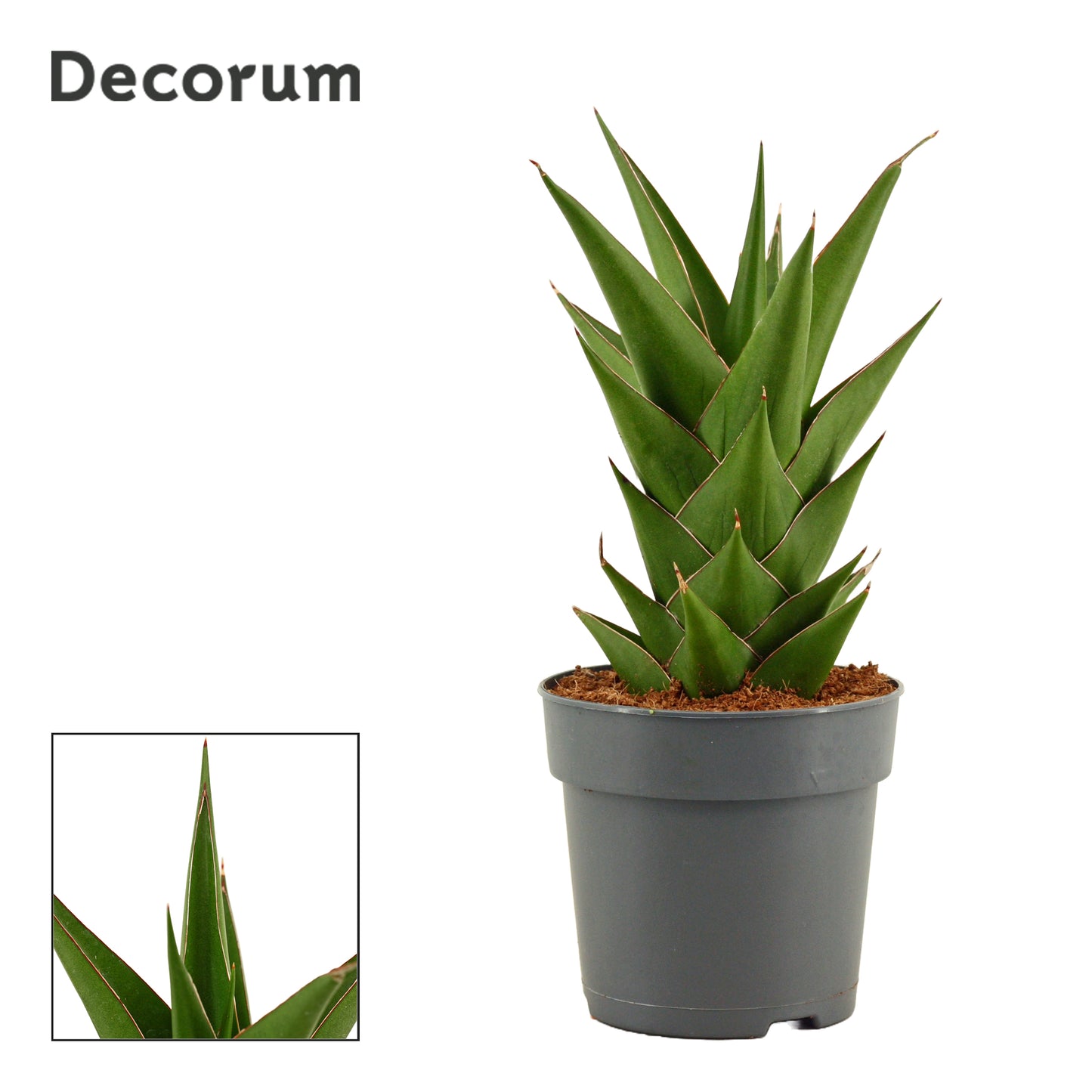 Sansevieria 27cm 12cm Pot