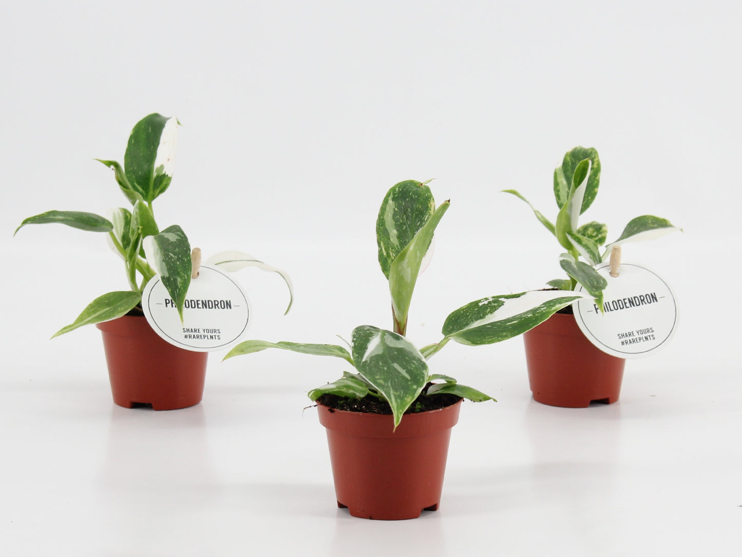 Philodendron scandens 15cm 6cm Pot