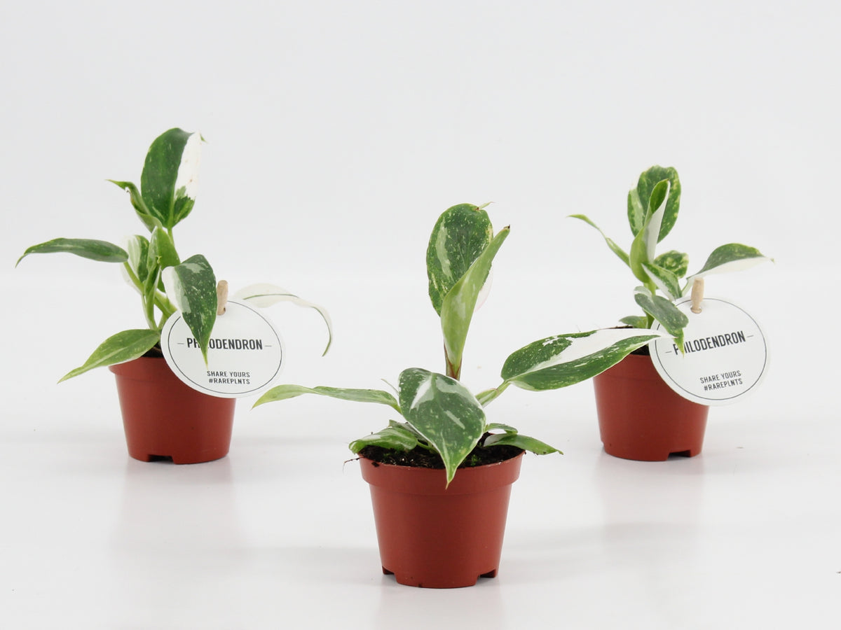 Philodendron scandens 15cm 6cm Pot