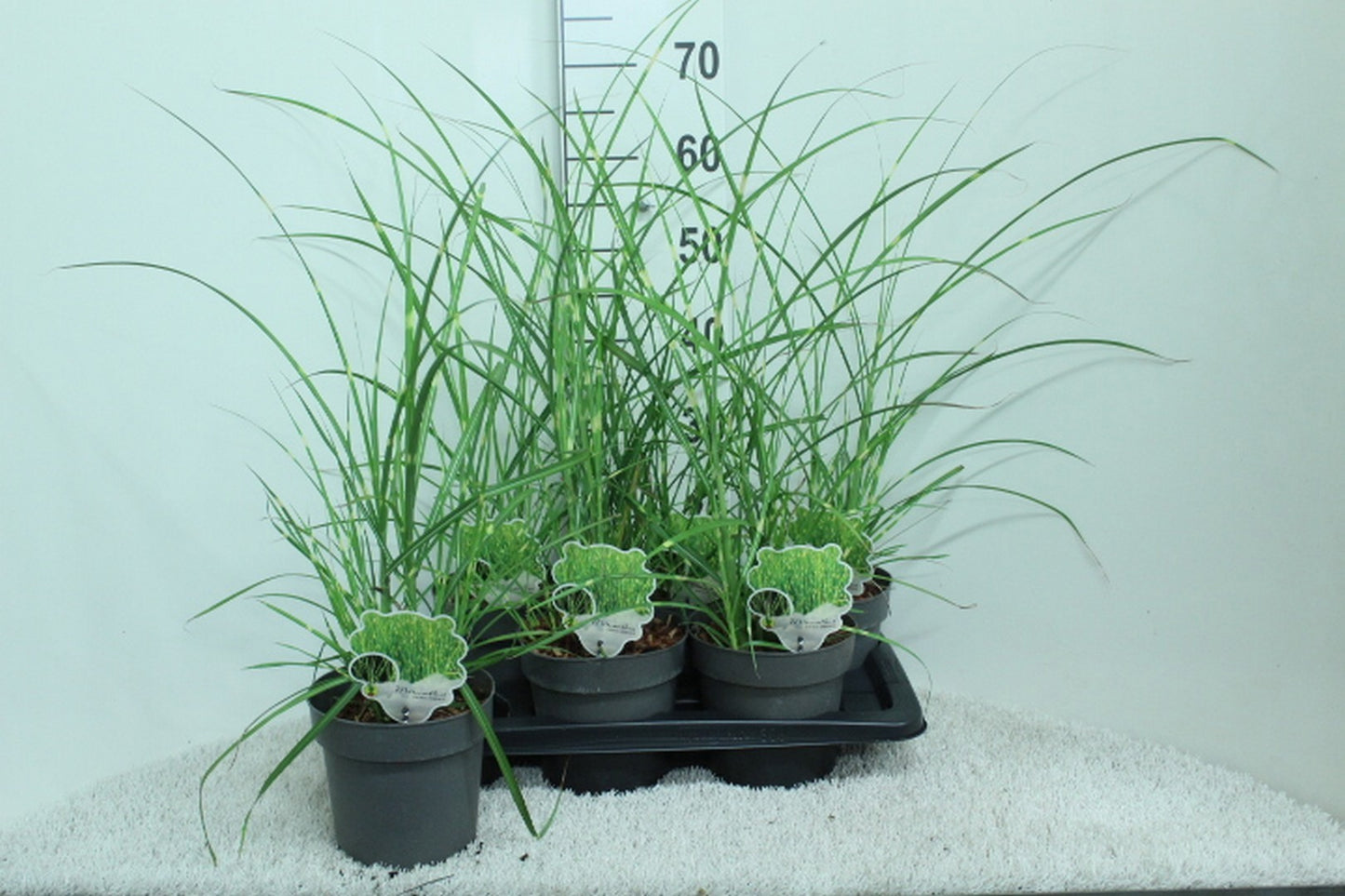 van Tol & Van der Linde Miscanthus Zebrinus Pack of 6