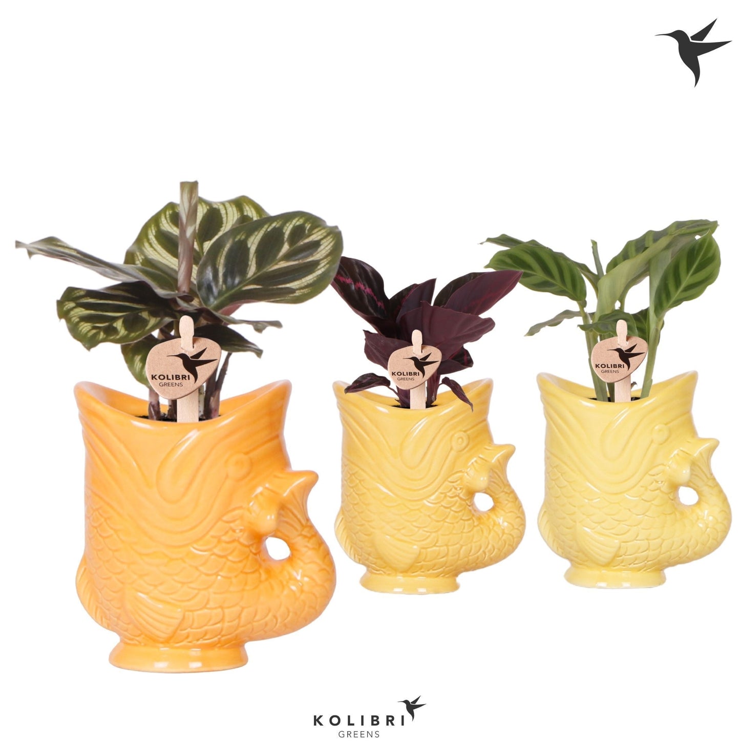 Calathea mix in ceramics 21cm 6cm Pot