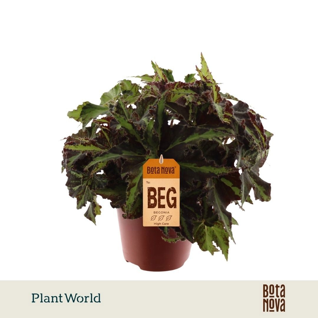 Begonia Magic Colours Lion Dance 25cm 12cm Pot