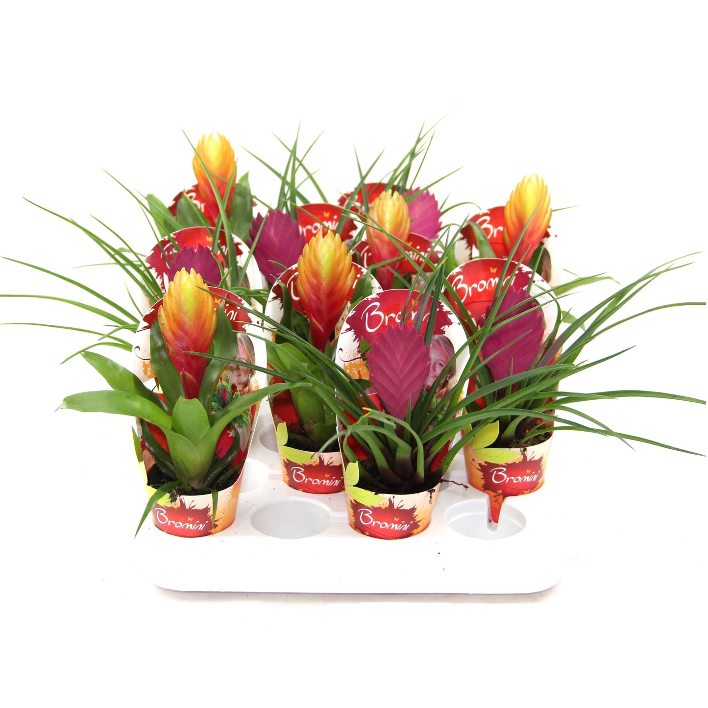 arr. Bromelia 20cm 7cm Pot