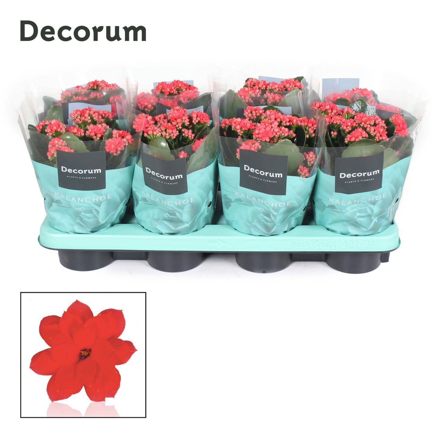 Kalanchoe Serenity Light Red 24cm 12cm Pot