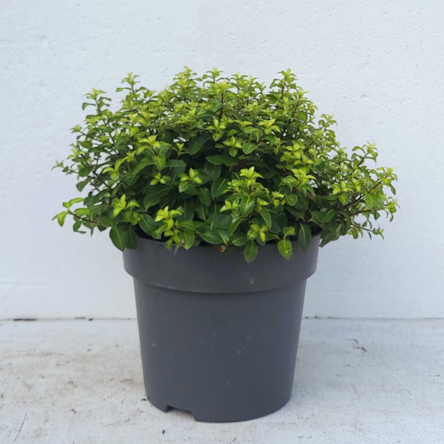Pittosporum tenuifolium Gold Ball 40cm 23cm Pot