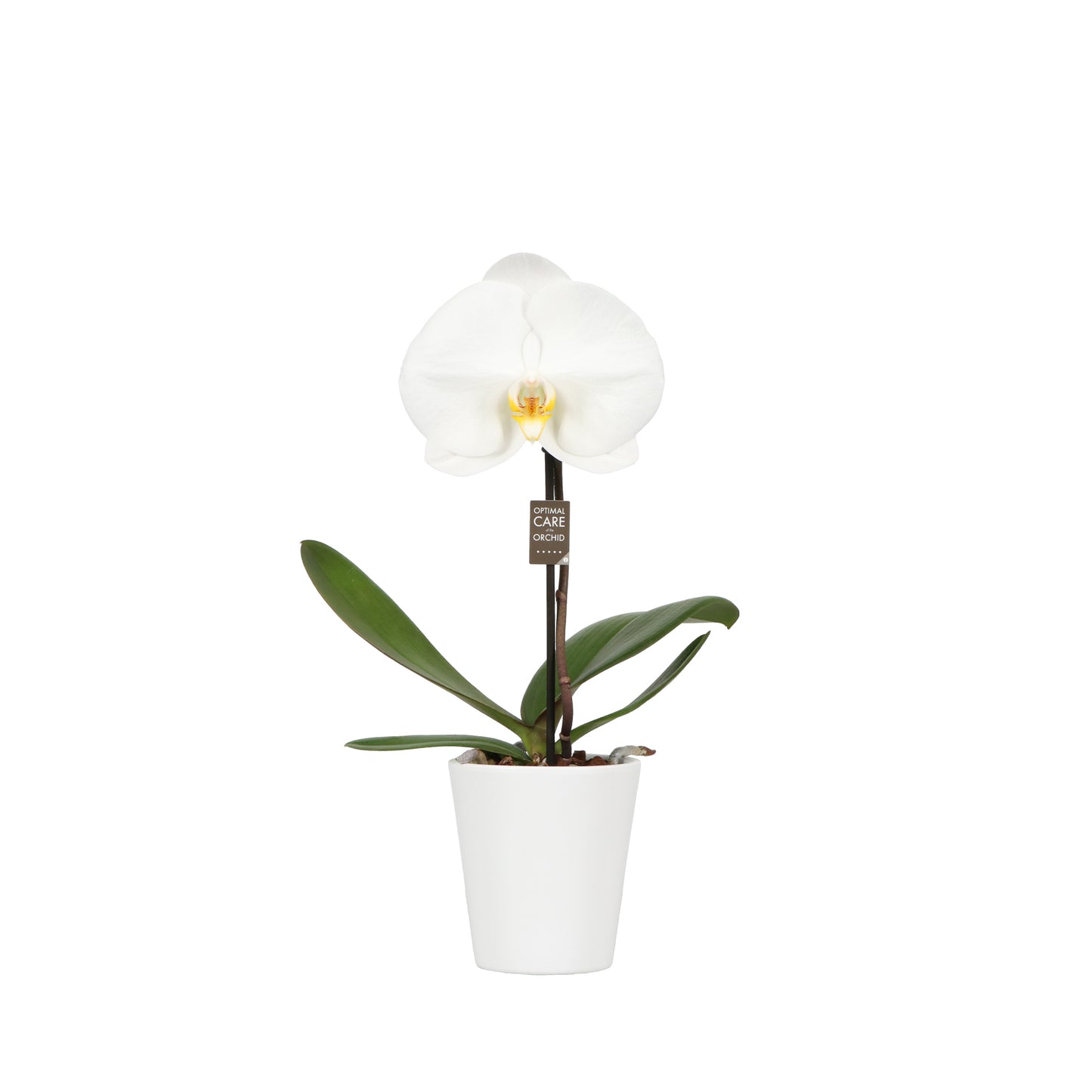 Phalaenopsis Singolo Tosha (+ drp.ceramic) 40cm 9cm Pot