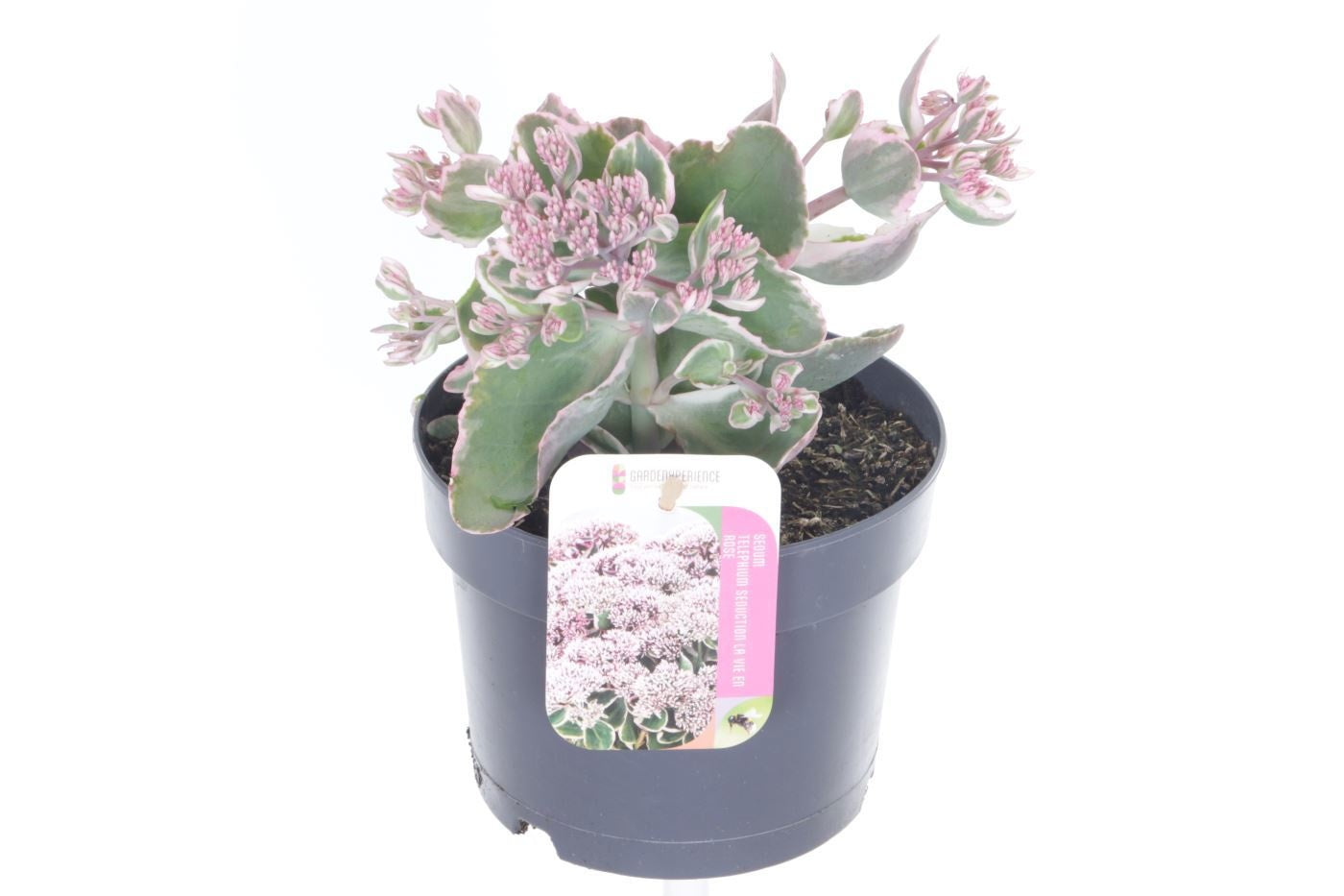 Sedum surrender 30cm 17cm Pot