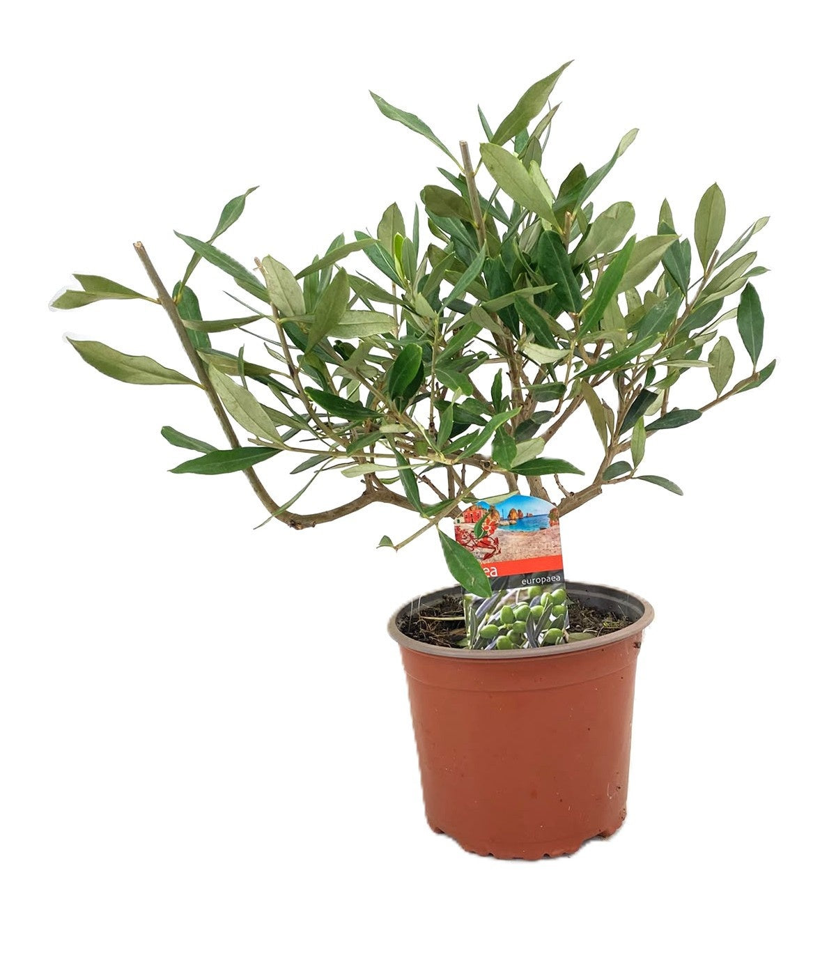 Olea europaea 40cm 17cm Pot