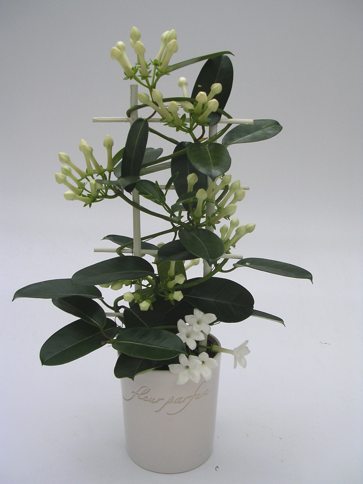 Stephanotis floribunda 50cm 12cm Pot