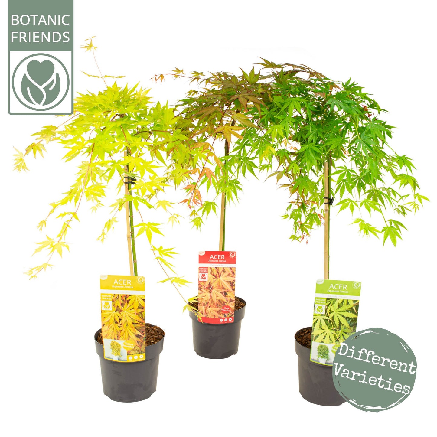 Acer Cascade mix 80cm 19cm Pot