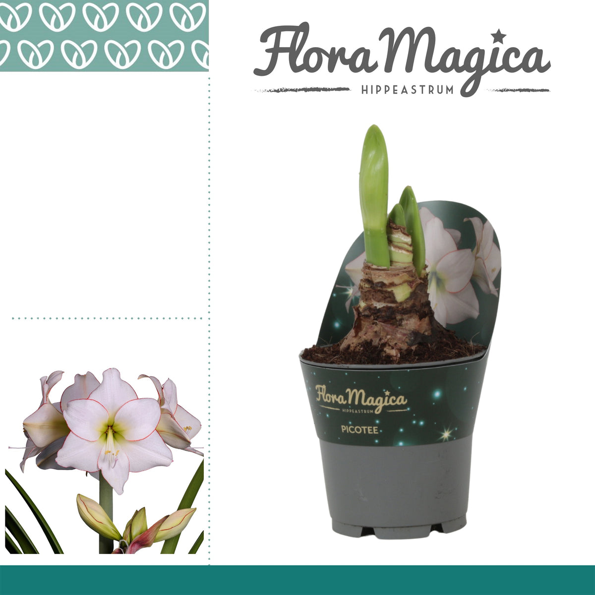 Hippeastrum 25cm 12cm Pot